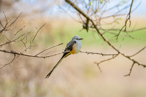 Scissor-tailed Flycatcher