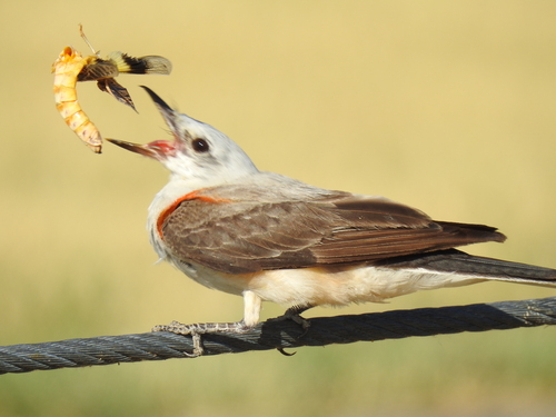 Scissor-tailed Flycatcher
