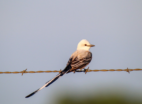 Scissor-tailed Flycatcher