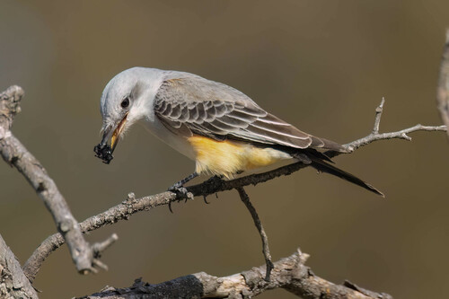 Scissor-tailed Flycatcher