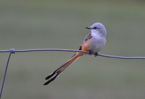 Scissor-tailed Flycatcher