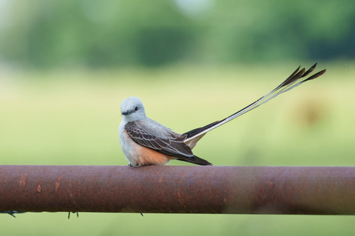 Scissor-tailed Flycatcher
