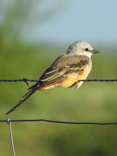 Scissor-tailed Flycatcher