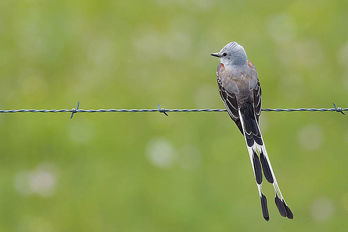 Scissor-tailed Flycatcher