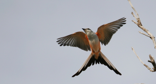 Scissor-tailed Flycatcher