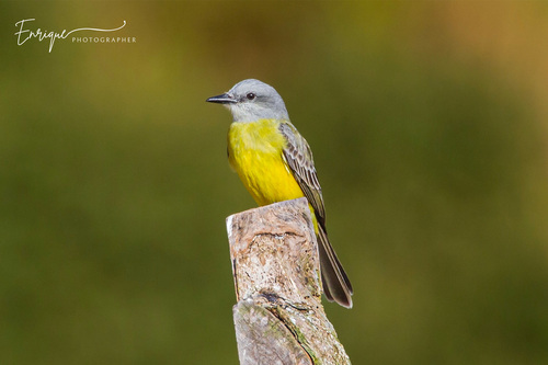 Tropical Kingbird