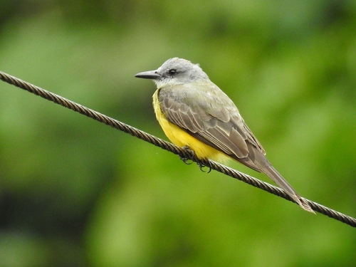 Tropical Kingbird