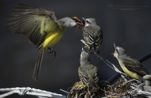 Tropical Kingbird