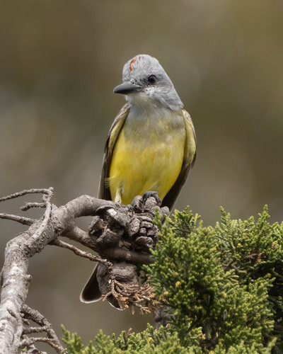 Tropical Kingbird