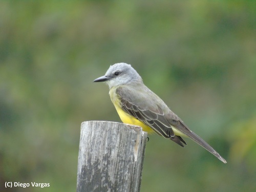Tropical Kingbird