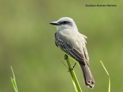 Tropical Kingbird