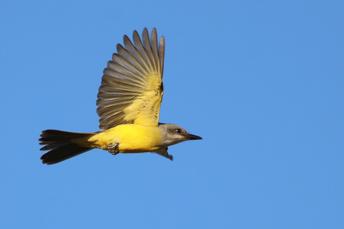 Tropical Kingbird