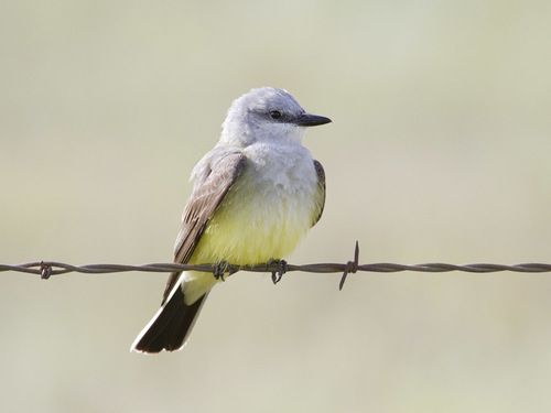 Western Kingbird