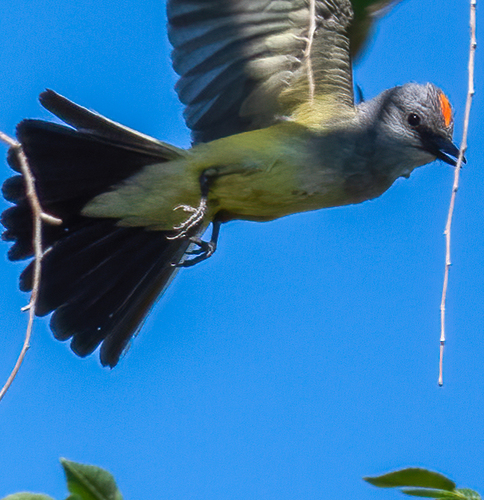 Western Kingbird