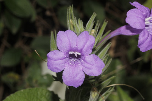violet ruellia