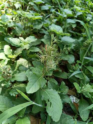 violet ruellia