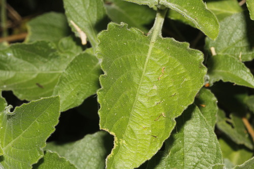 violet ruellia