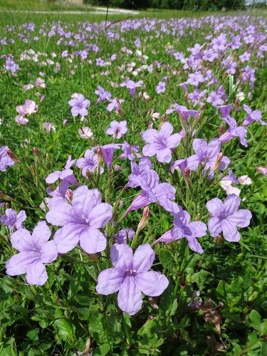 violet ruellia