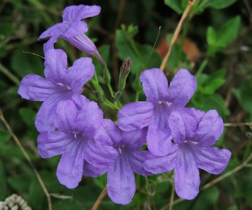 violet ruellia