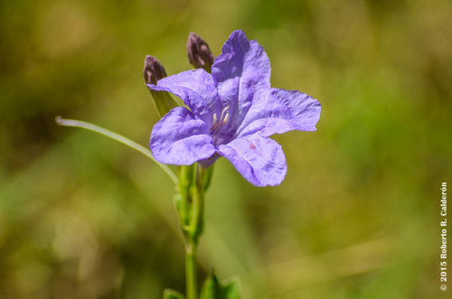 violet ruellia