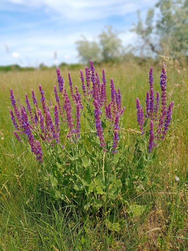 Purple Wood Sage
