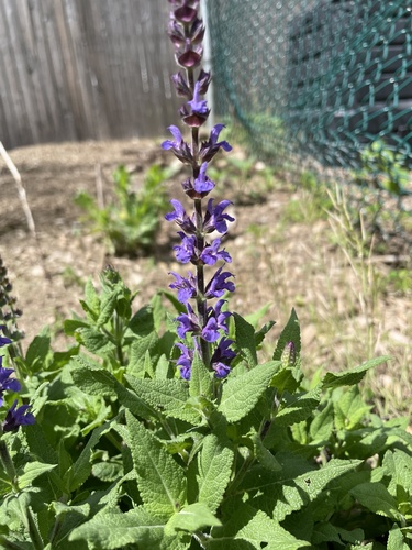 Purple Wood Sage