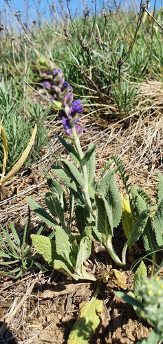 Purple Wood Sage