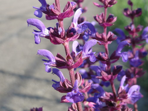 Purple Wood Sage
