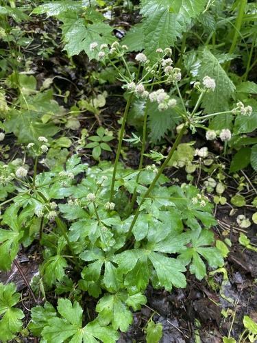 wood sanicle