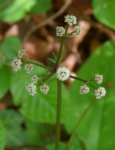 wood sanicle