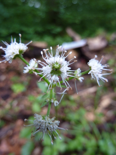 wood sanicle