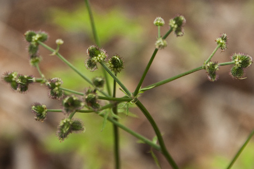 wood sanicle