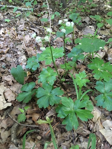 wood sanicle