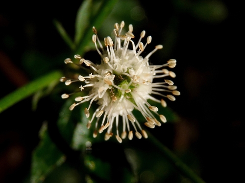 wood sanicle