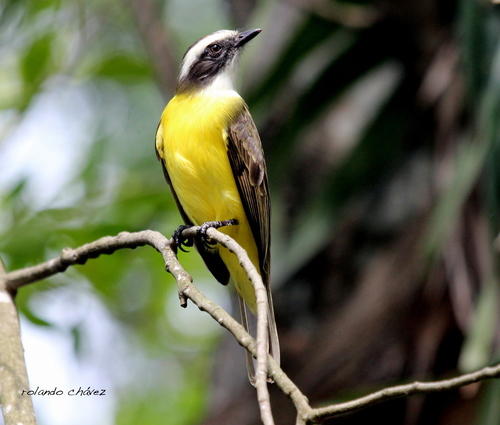 Social Flycatcher