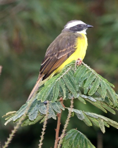 Social Flycatcher