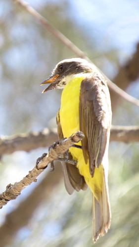 Social Flycatcher