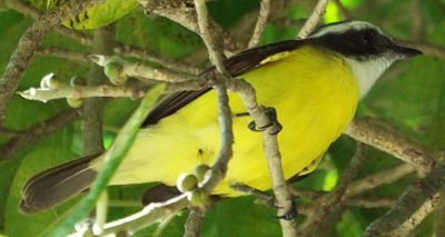 Social Flycatcher