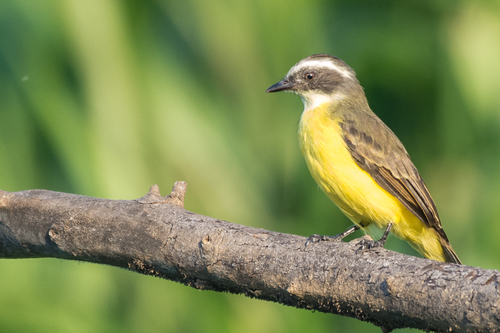 Social Flycatcher