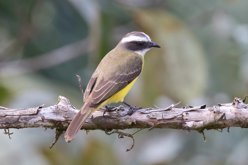 Social Flycatcher