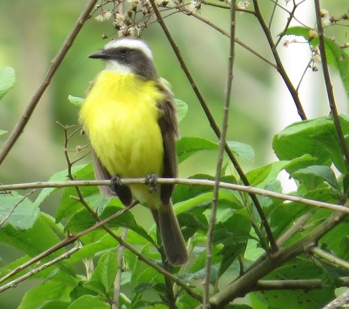 Social Flycatcher