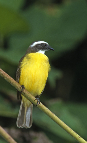 Social Flycatcher