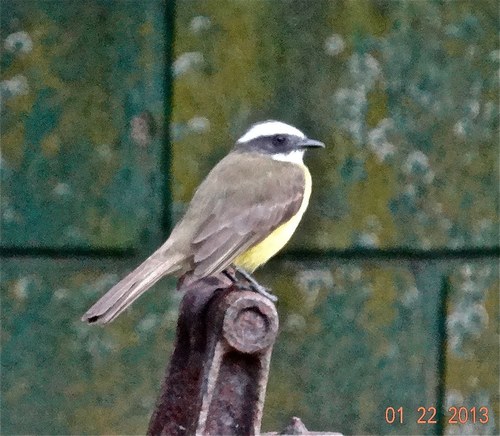 Social Flycatcher