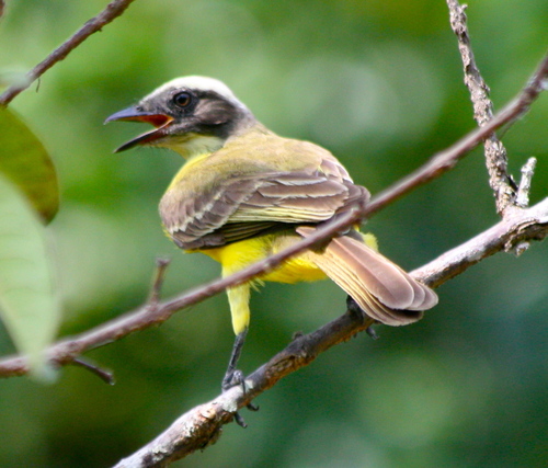 Social Flycatcher