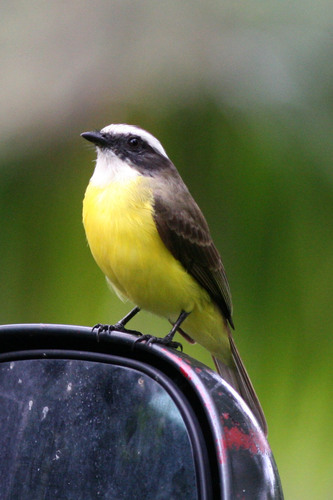 Social Flycatcher