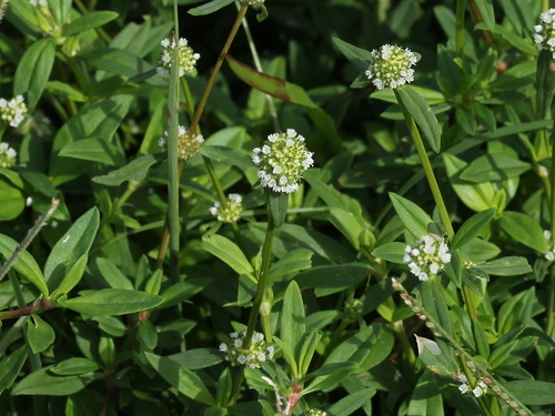 shrubby false buttonweed