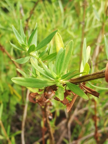 shrubby false buttonweed