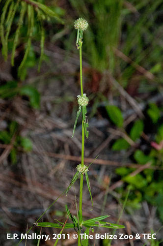 shrubby false buttonweed