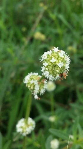 shrubby false buttonweed