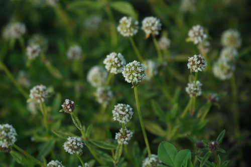 shrubby false buttonweed